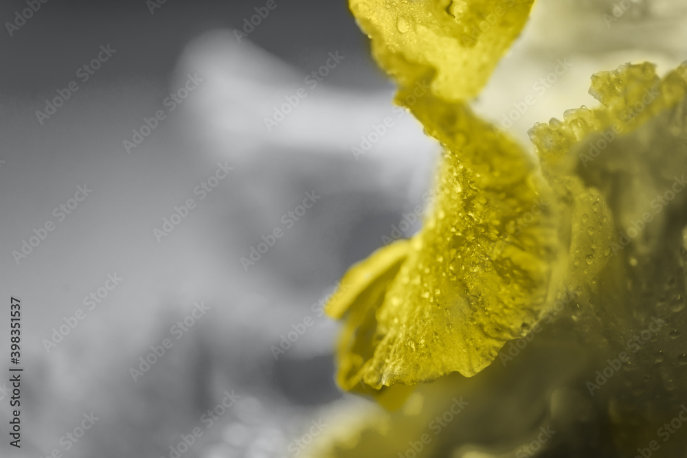 Vivid neon colored iris flower bud on multi colored background. Vivid neon colored iris flower bud on multi colored background.