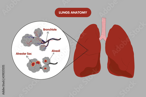 Lungs, alveoli anatomy. Vector illustration, medical.