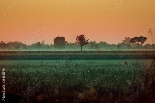 beautiful morning foggy at rural agriculture field photo