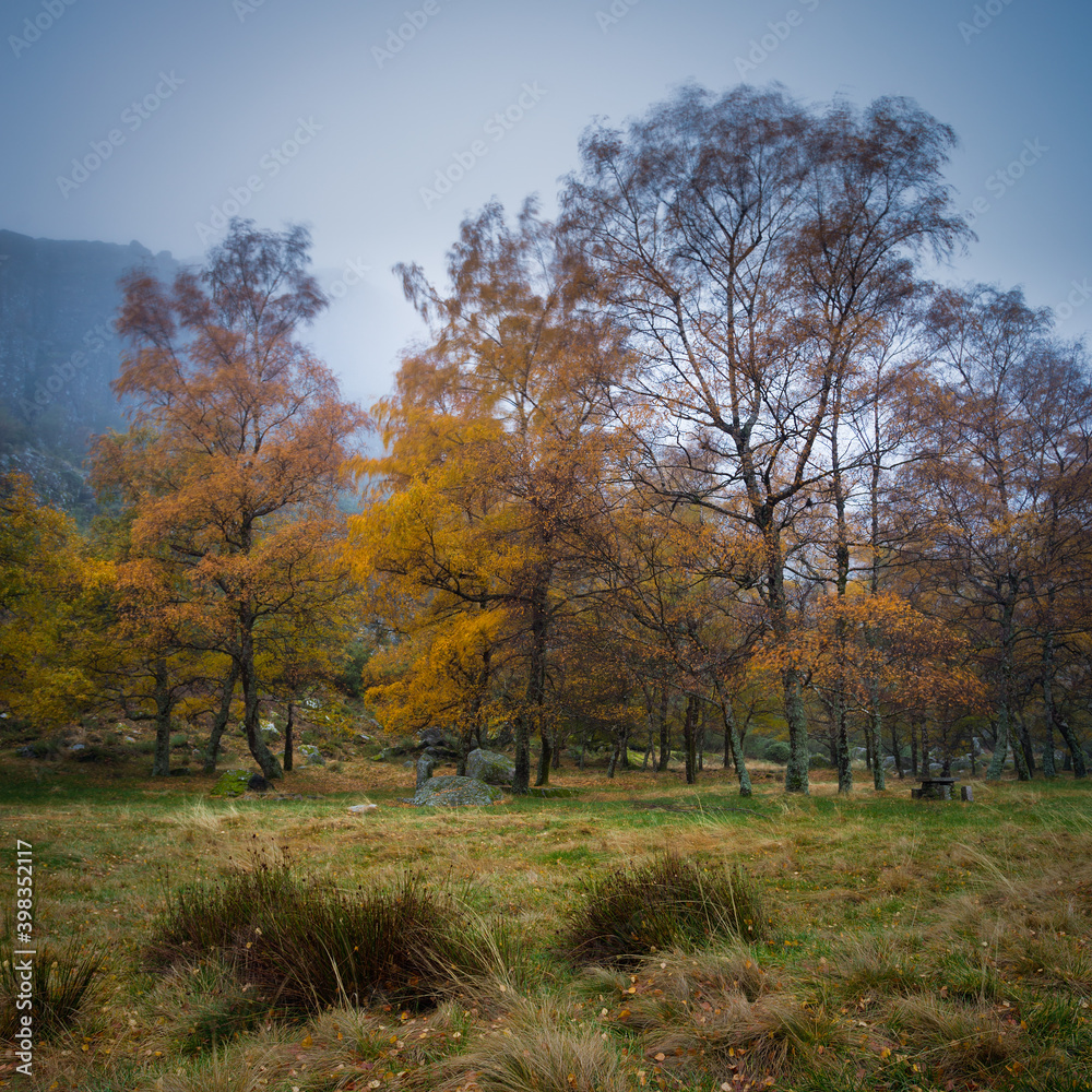 Fototapeta premium Autumn landscape with trees at Covão d'ametade a former glacial bay in Portugal where the Zezere river begins to form. 