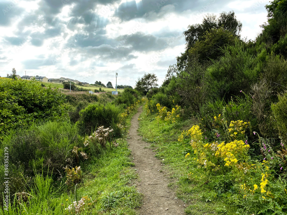Obraz premium Woodland, with fir, and wild flowers, next to a dirt trail, on a cloudy day near, Bradford, Yorkshire, UK