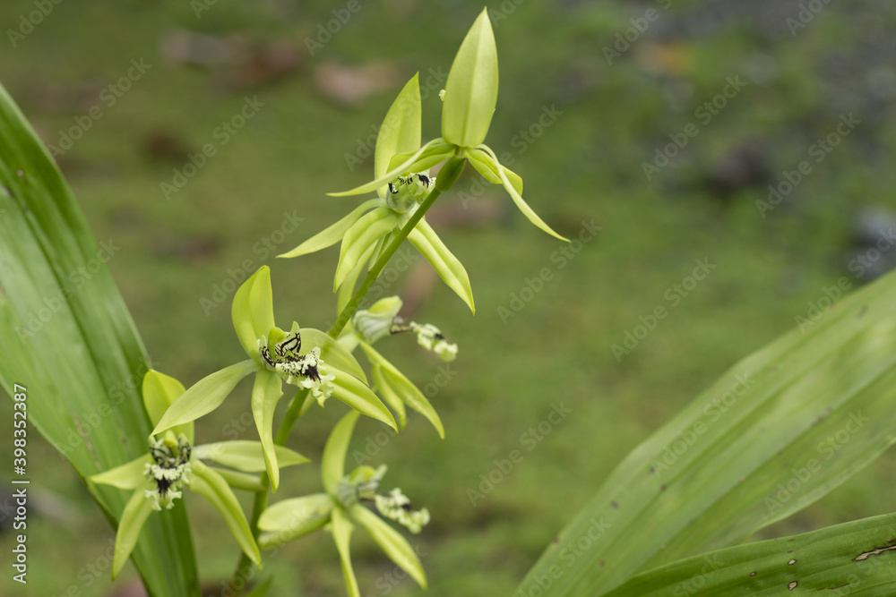 Tropical Flower Coelogyne pandurata or Kalimantan Black Orchid is blooming. Tropical Flower Coelogyne pandurata or Kalimantan Black Orchid is blooming.