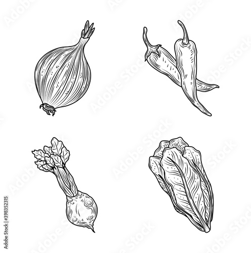 onion chili pepper beet and lettuce vegetables fresh organic nature, hand drawn style