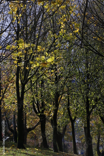 Urban park in an autumn day