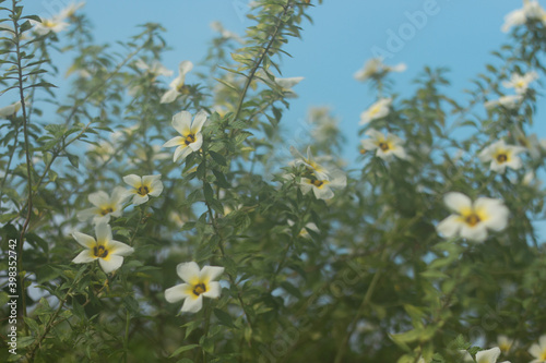 Turnera Sabulata or Turnera ulmifolia flowers are in bloom. photo