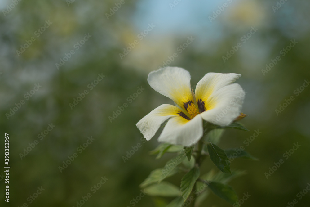 Turnera Sabulata or Turnera ulmifolia flowers are in bloom. Turnera Sabulata or Turnera ulmifolia flowers are in bloom.
