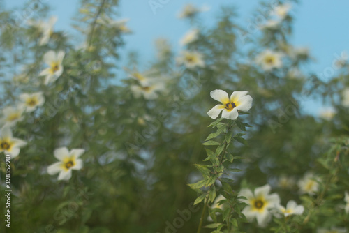 Turnera Sabulata or Turnera ulmifolia flowers are in bloom. photo