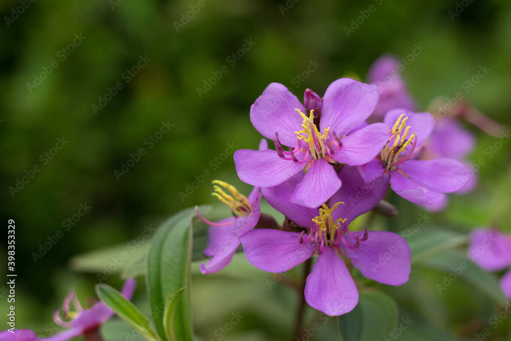 Senggani or Melastoma candidum flower is blooming.