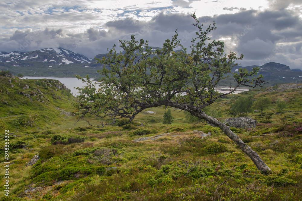 Obraz premium Solitary Birch tree in Scandinavian tundra landscape
