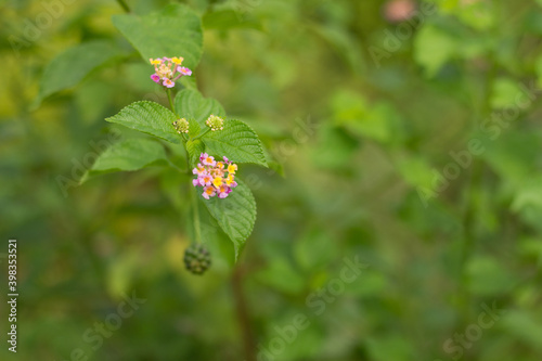 The Lantana Camara flower plant also known as Saliara, Tembelekan or Tahi Ayam is blooming in the wild.
