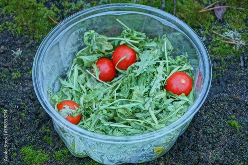 food from green salad and red tomatoes in a white plastic plate stands on moss and ground in nature