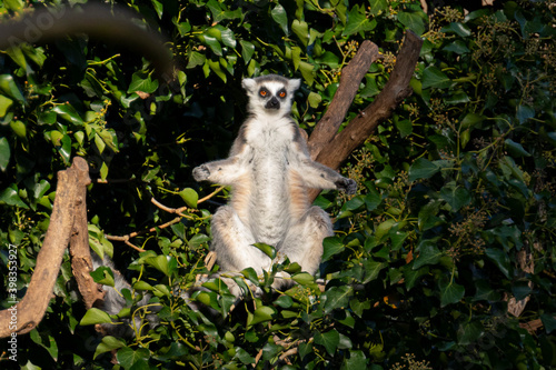 Lemur, Prague zoo photo