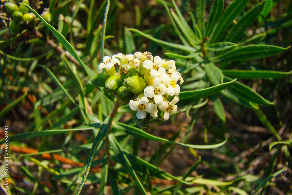 Flax-leaved Daphne (Daphne gnidium) Flax-leaved Daphne (Daphne gnidium)