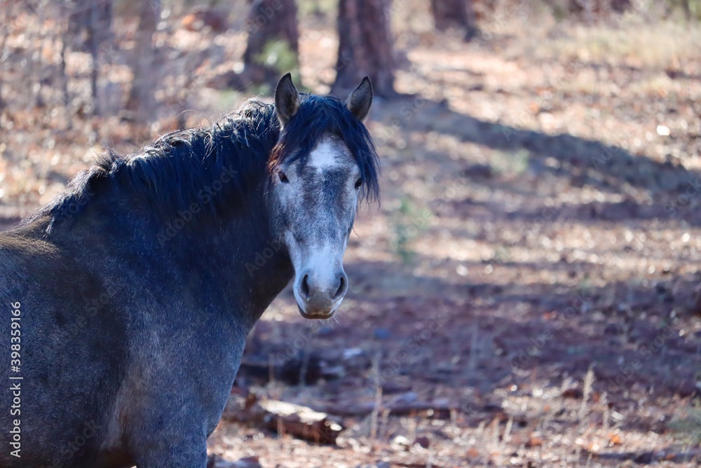Fototapeta premium wild horse