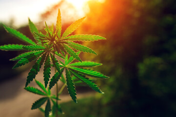  marijuana  background at sunset. bush cannabis.
