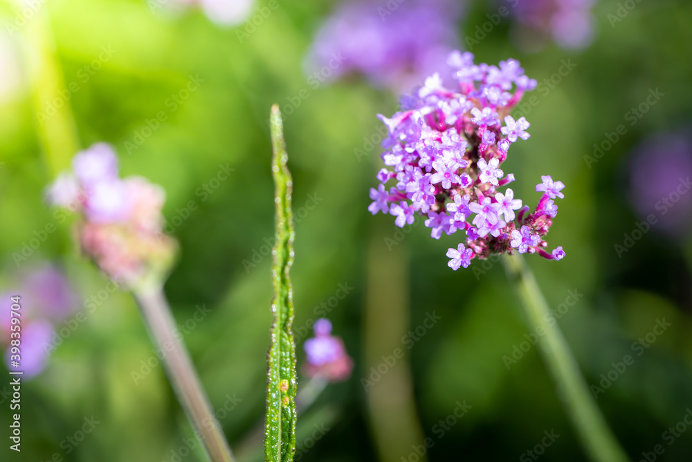 The background image of the colorful flowers The background image of the colorful flowers