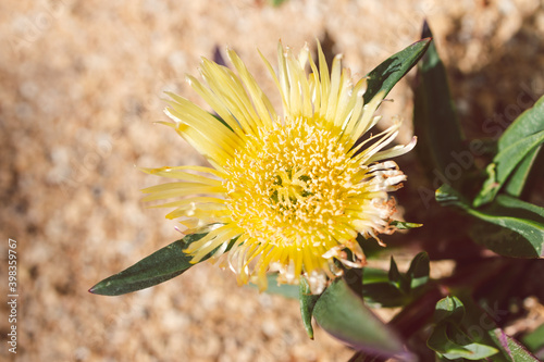 close-up of Carpobrotus glaucescens also known as Pigface plant outdoor photo