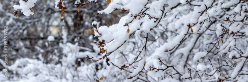 Snow on the branches of trees and bushes after a snowfall. Beautiful winter background with snow-covered trees. Plants in a winter park. Cold snowy weather. Cool texture of fresh snow. Panorama