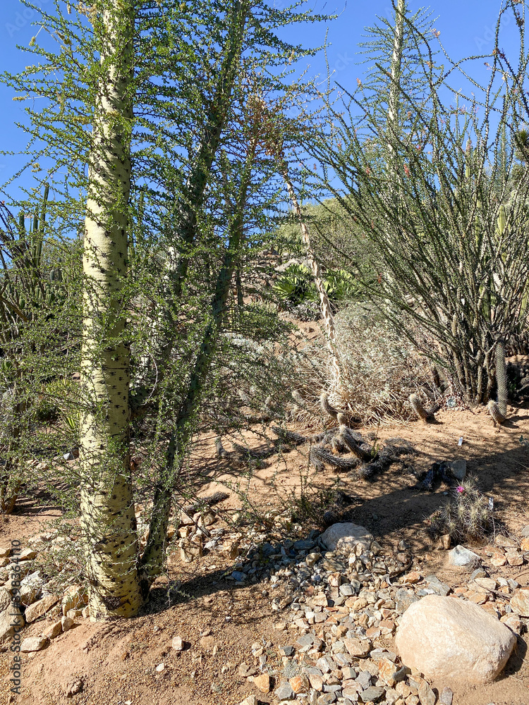 Cactus in the Arizona dry mountain desert, United States Cactus in the Arizona dry mountain desert, United States