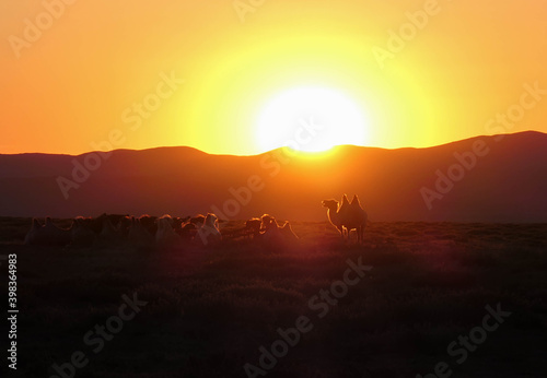 Sunset over the mountains with Camel Silhouettes in Mongolia