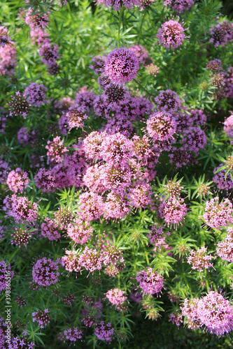 Garden of beautiful pink Phuopsis stylosa flowers photo