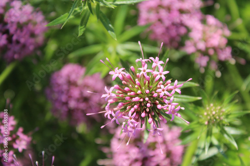 Garden of beautiful pink Phuopsis stylosa flowers photo