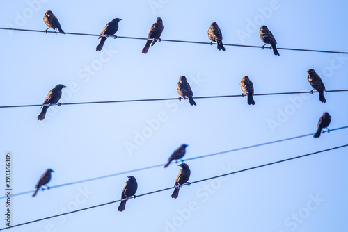 Flock of Red-Winged Blackbirds Perch on Angled Telephone Lines