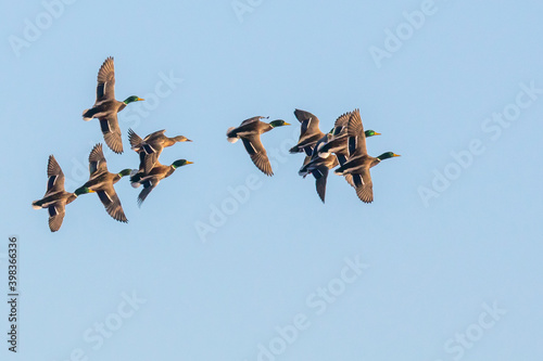 Flock of Mallard Ducks Wheel and Turn in a Blue Winter Sky