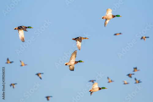 Flock of Mallard Ducks Wheel and Turn in a Blue Winter Sky