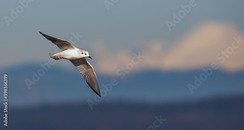 Graceful Bonaparte s Gull Flies Past with Mount Baker in the Background