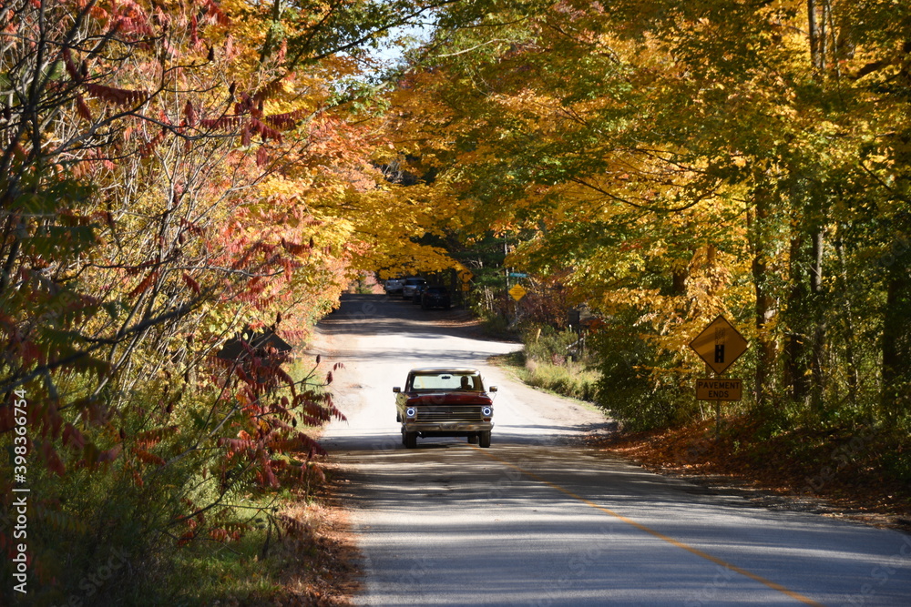 autumn in the forest