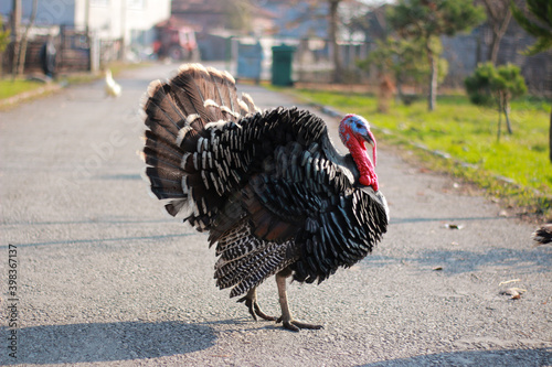 A male turkey with fluffed feathers to impress the female turkey he saw. It is moving towards its goal.