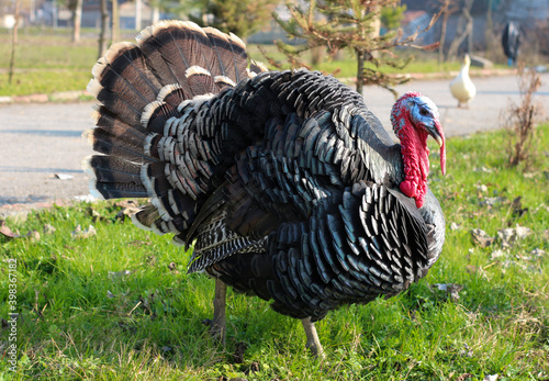 Wild male turkey walks on green grass. She fluffed her feathers to impress the female turkey.