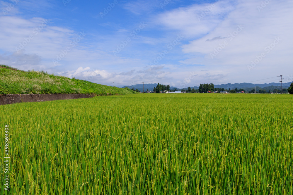 秋の田園風景　東北　秋田県