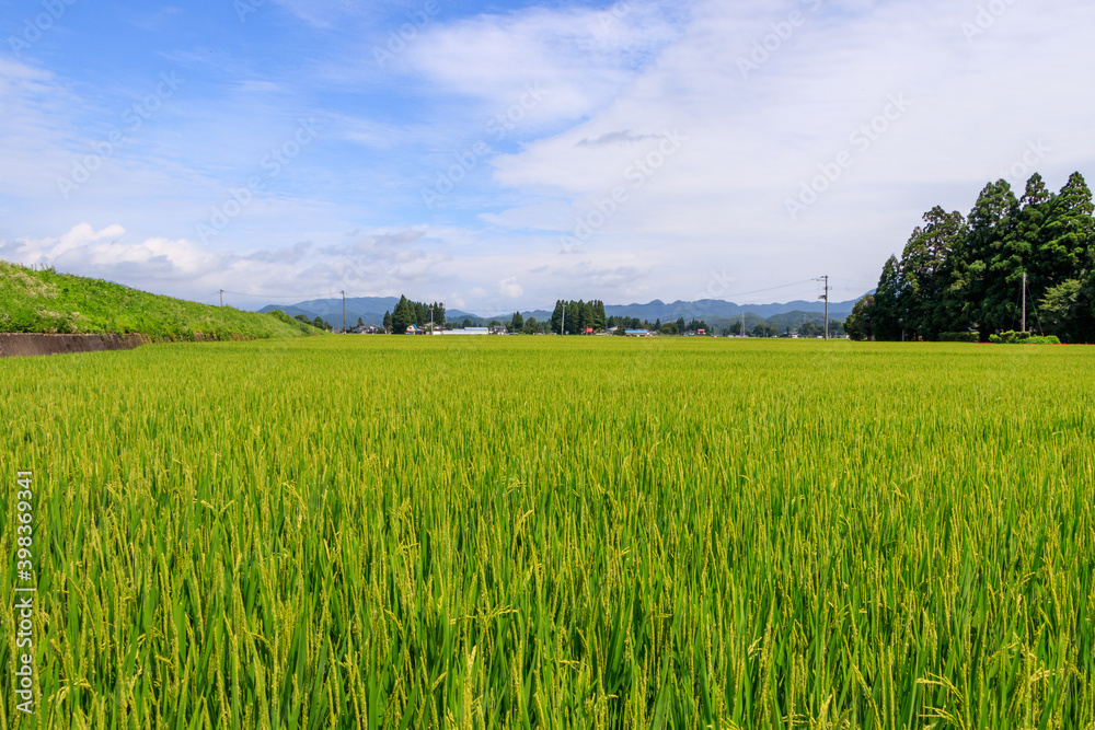 Fototapeta premium 秋の田園風景 東北 秋田県