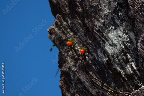 flowers on a rocks