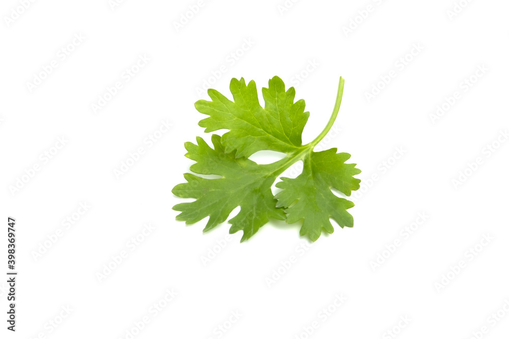 green coriander leaves isolated on a white background green coriander leaves isolated on a white background