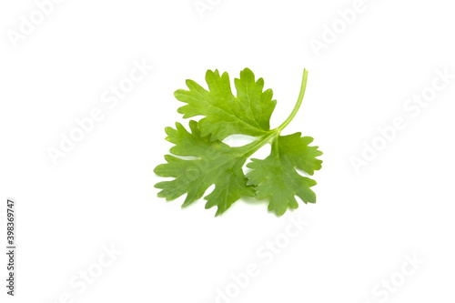 green coriander leaves isolated on a white background