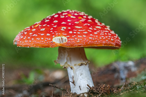 Red fly agaric mushroom in forest photo