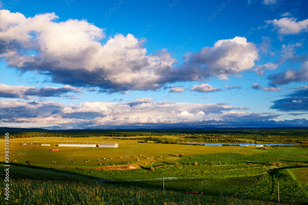 Fototapeta premium The herd in the summer green grassland of Hulunbuir of China.