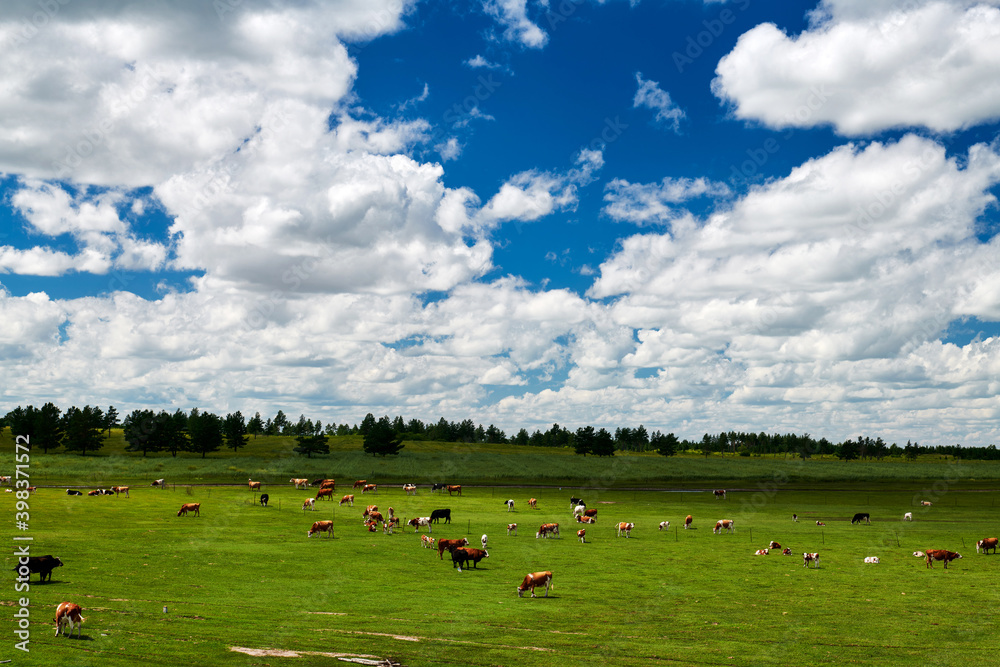 The  herd in the summer green grassland of Hulunbuir of China.