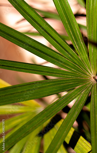 close up of palm leaf. raffia