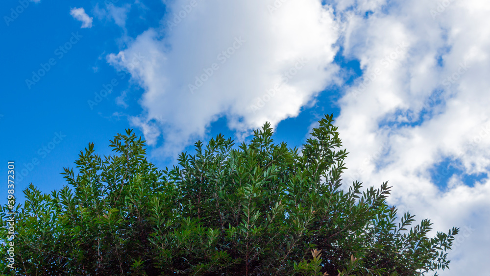 Fototapeta premium tree and the sky