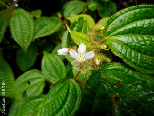 flor clidemia hirta - pixirica photo