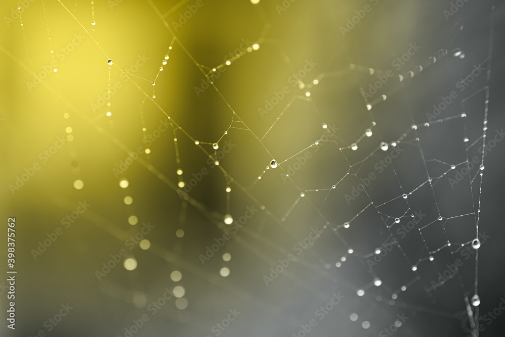 Closeup drops in the spider web after rain colored in Illuminating Yellow and Ultimate Gray. Natural banner with colors of the year 2021