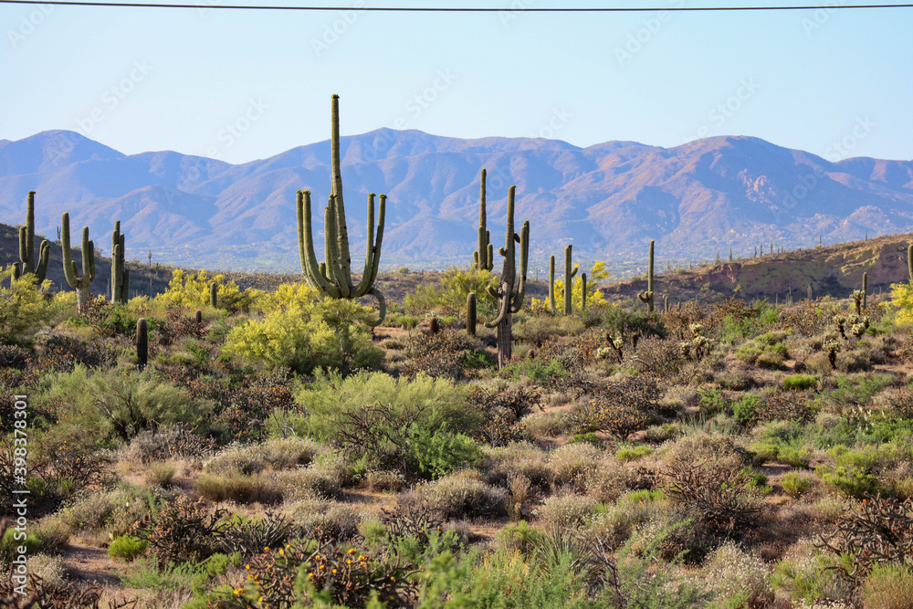 Grand Saguaros In Bloom Near Scottsdale Arizona