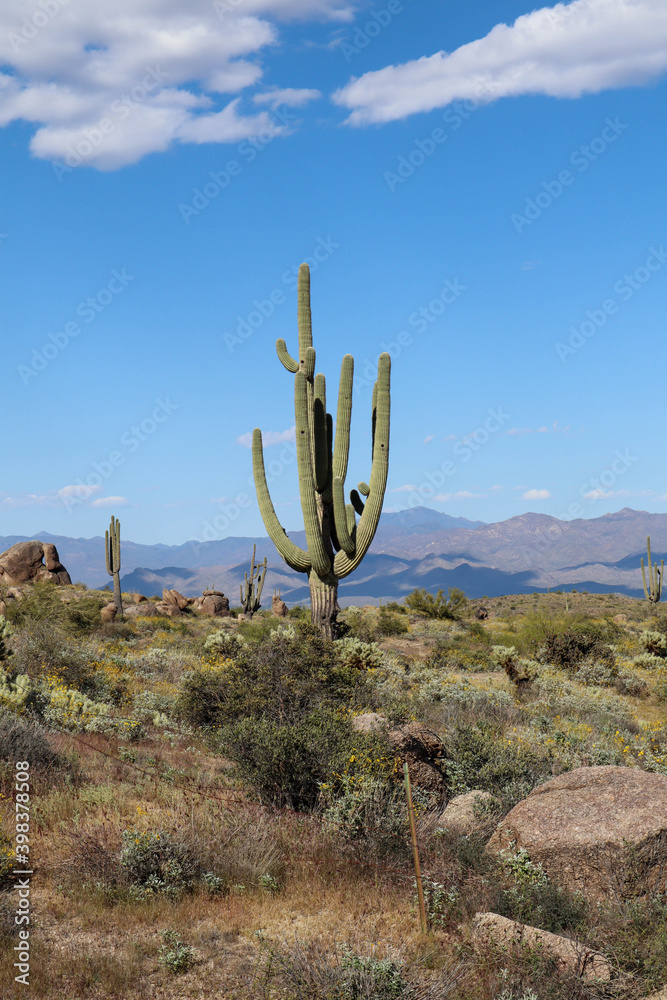Huge Saguaro in the Sonoran Desert Huge Saguaro in the Sonoran Desert