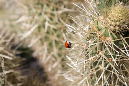 Ladybug sitting on the Spine of a Cholla Cactus