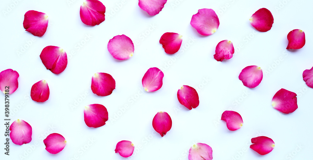 Rose petals on white background.