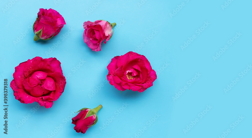 Rose on blue background. Top view Rose on blue background. Top view